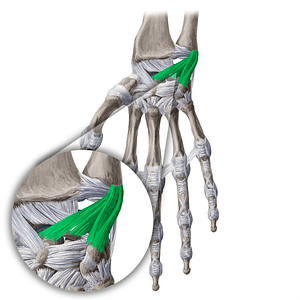 Palmar ulnocarpal ligament (#4671)