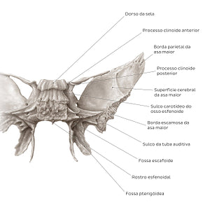 Sphenoid bone (posterior view) (Portuguese)