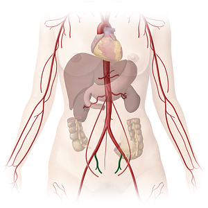 Internal iliac artery (#1421)