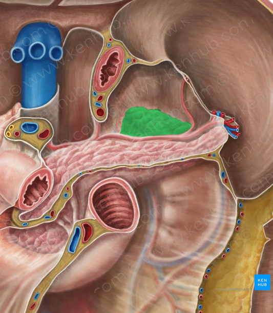 Left suprarenal gland (#4135)