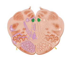 Nucleus of hypoglossal nerve (#7225)