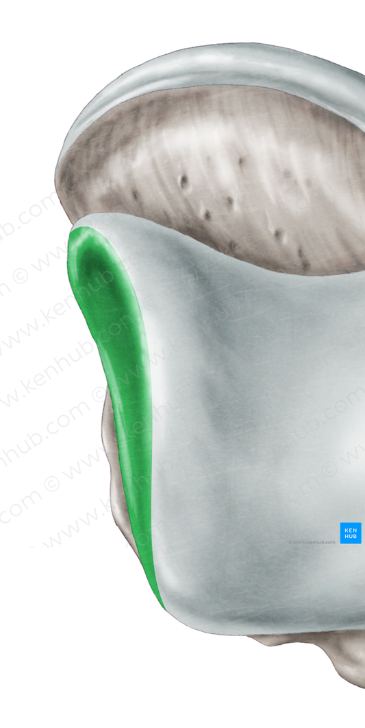 Medial malleolar facet of talus (#3515)