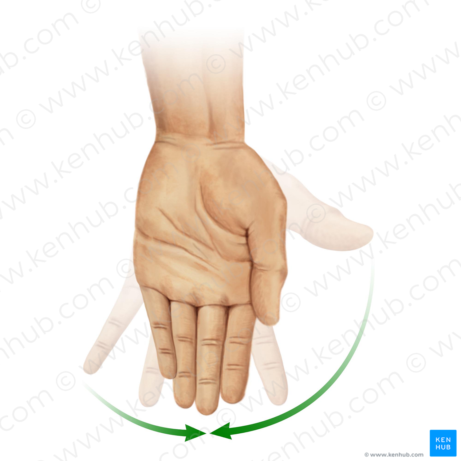 Myotome T1 (#21140)