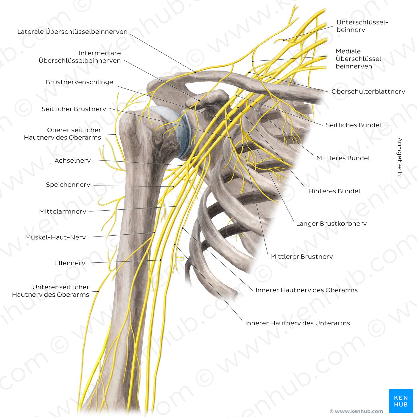 Nerves of the arm and the shoulder - Anterior view (German)