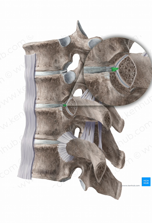 Intraarticular ligament of head of rib (#11267)