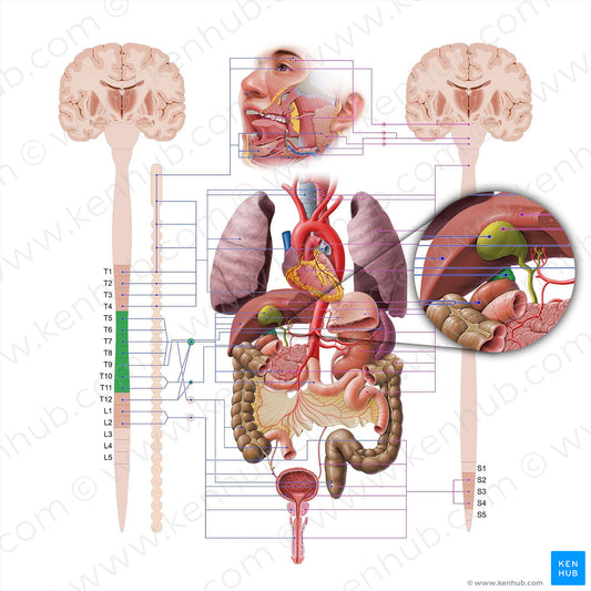 Suprarenal gland (#18551)