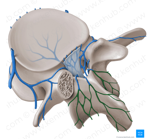 Posterior external vertebral venous plexus (#8079)
