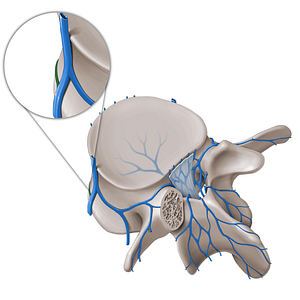 Radicular vein (#10518)