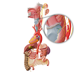 Internal branch of superior laryngeal nerve (#8719)