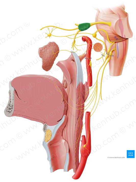 Trigeminal ganglion (#4035)