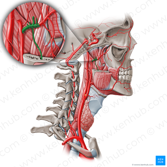 Mandibular part of maxillary artery (#19076)