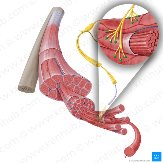 Terminal boutons of axon (#17250)