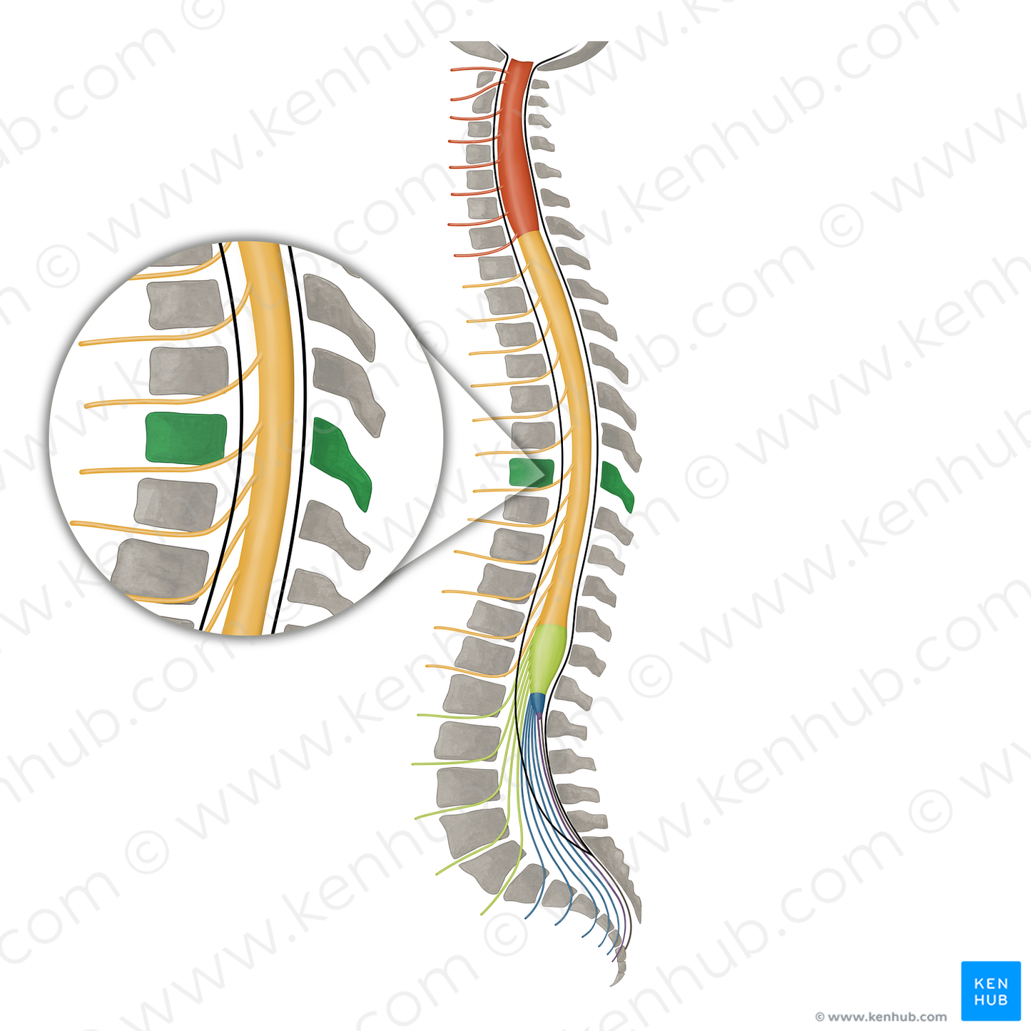 Vertebra T7 (#16106)