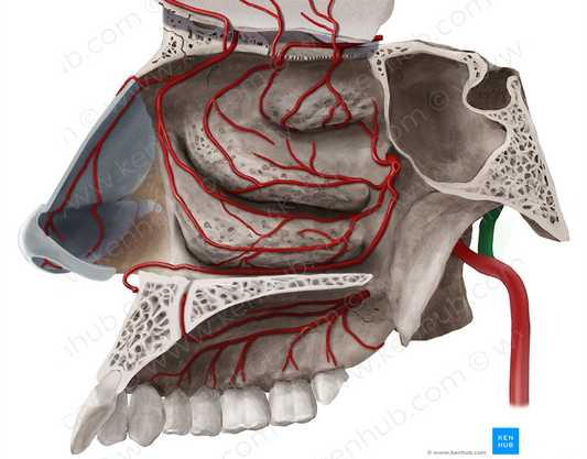 Superficial temporal artery (#1898)