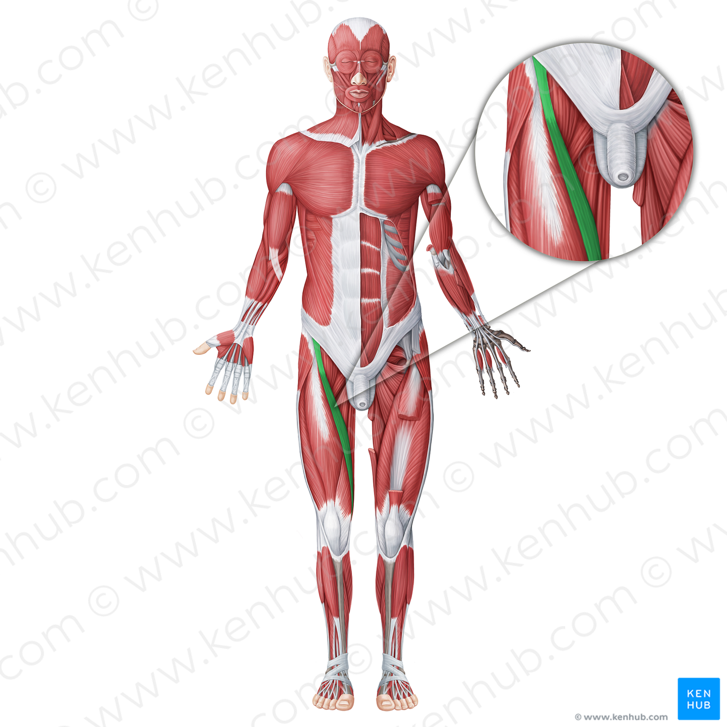 Sartorius muscle (#18738)