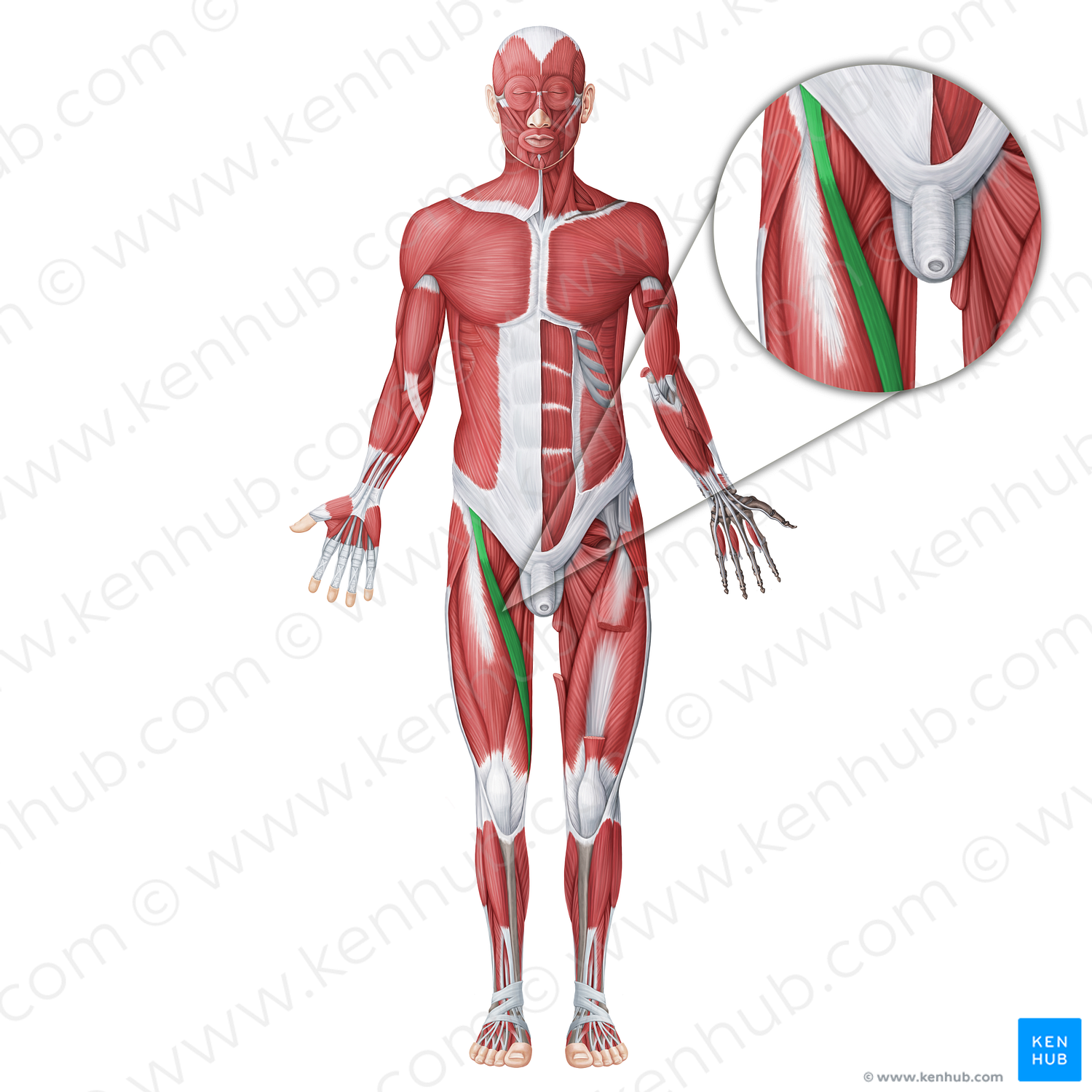 Sartorius muscle (#18738)