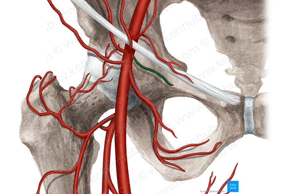 Superficial external pudendal artery (#1666)