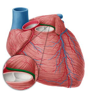Left coronary artery (#19738)