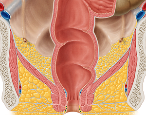 External rectal venous plexus (#8067)