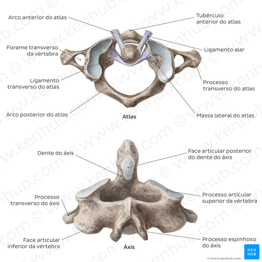Cervical spine bones and ligaments: atlas and axis (Portuguese)