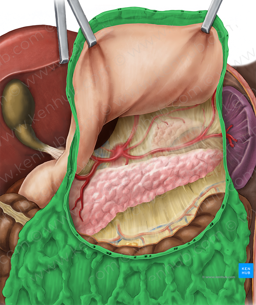 Greater omentum (#7317)