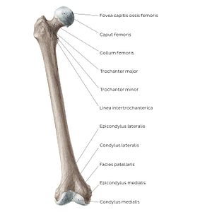 Femur (anterior view) (Latin)