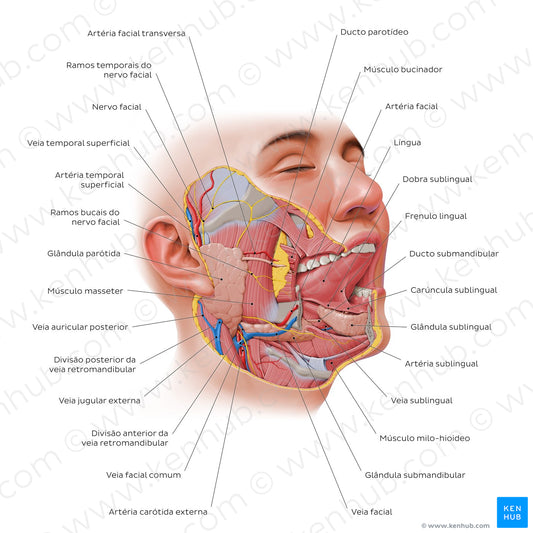 Salivary glands (Portuguese)