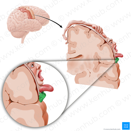 Motor cortex of pharynx (#11083)