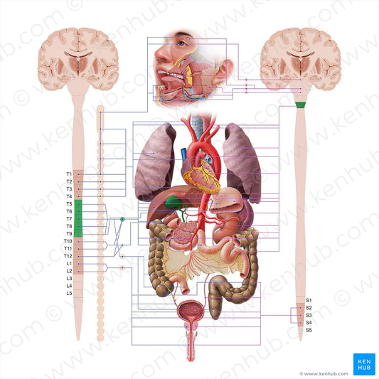 Gallbladder (#18562)