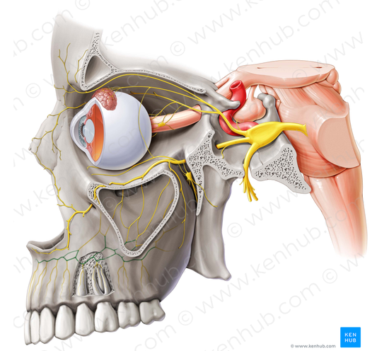 Superior dental plexus (#7986)