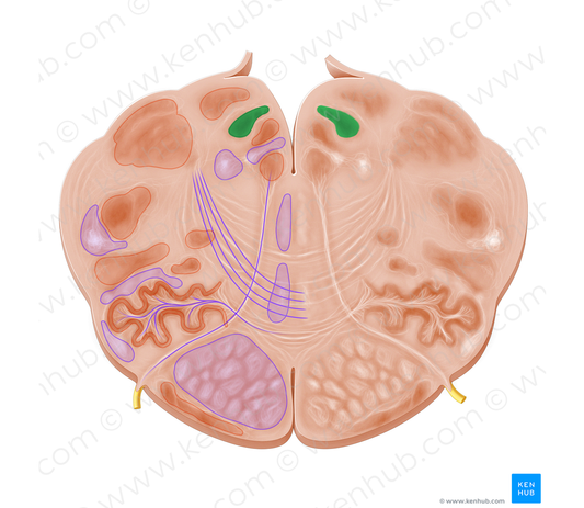 Nucleus of solitary tract (#7263)