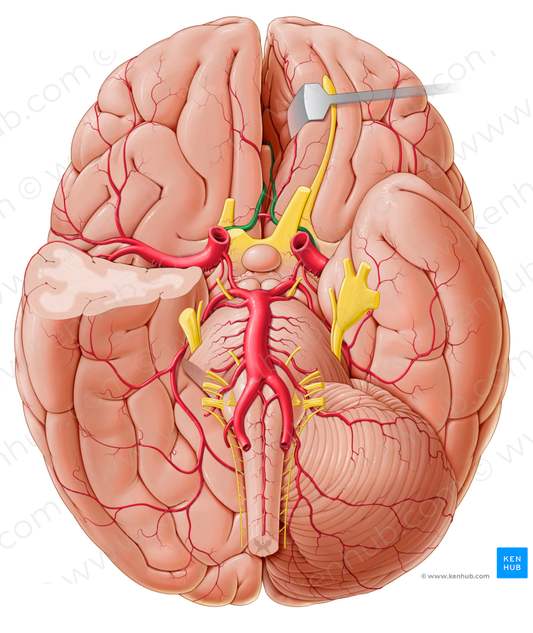 Anterior cerebral artery (#1009)