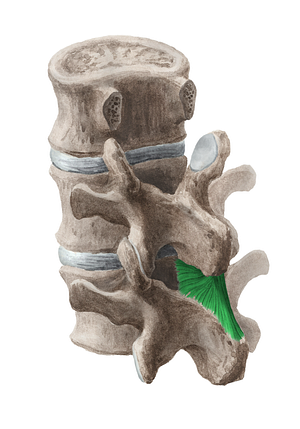 Interspinous ligament (#4560)