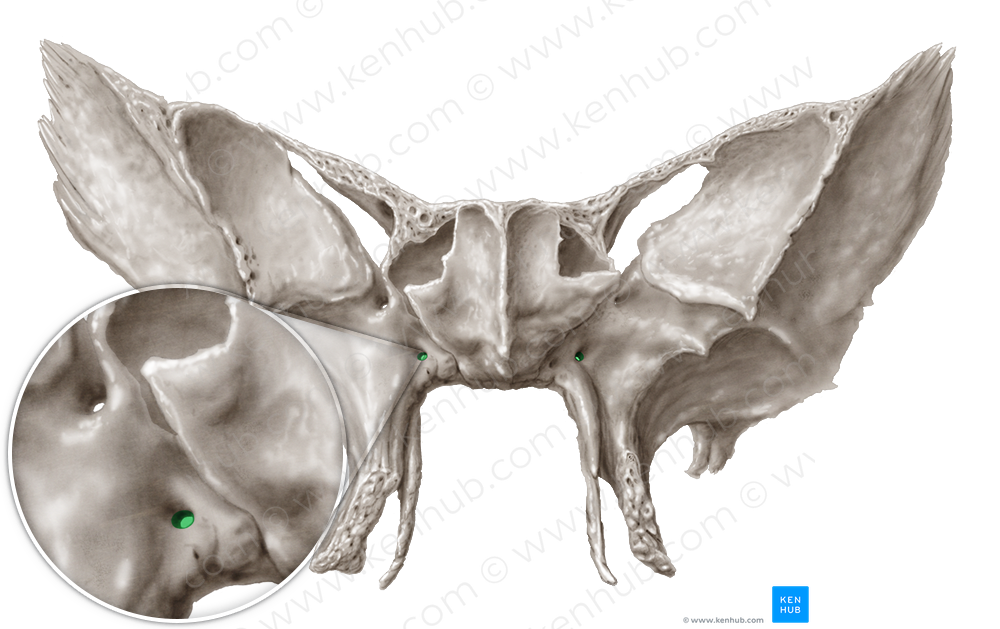 Pterygoid canal (#2334)