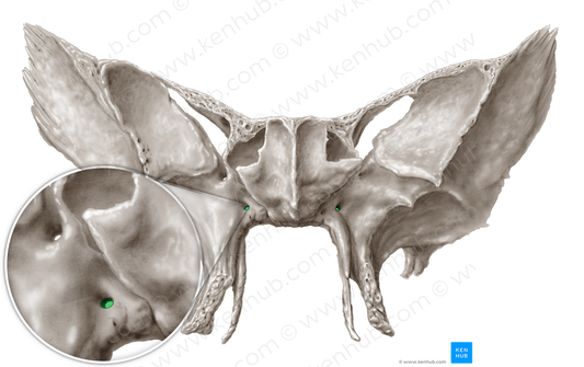 Pterygoid canal (#2334)