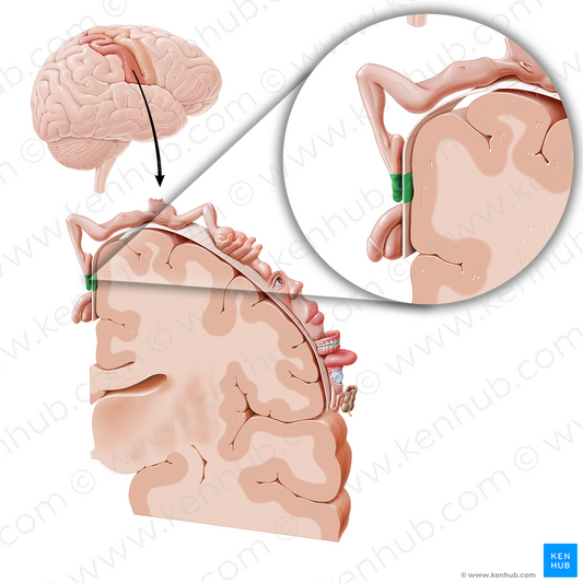 Sensory cortex of toes (#11063)