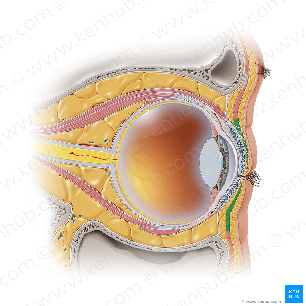 Palpebral part of orbicularis oculi muscle (#7339)