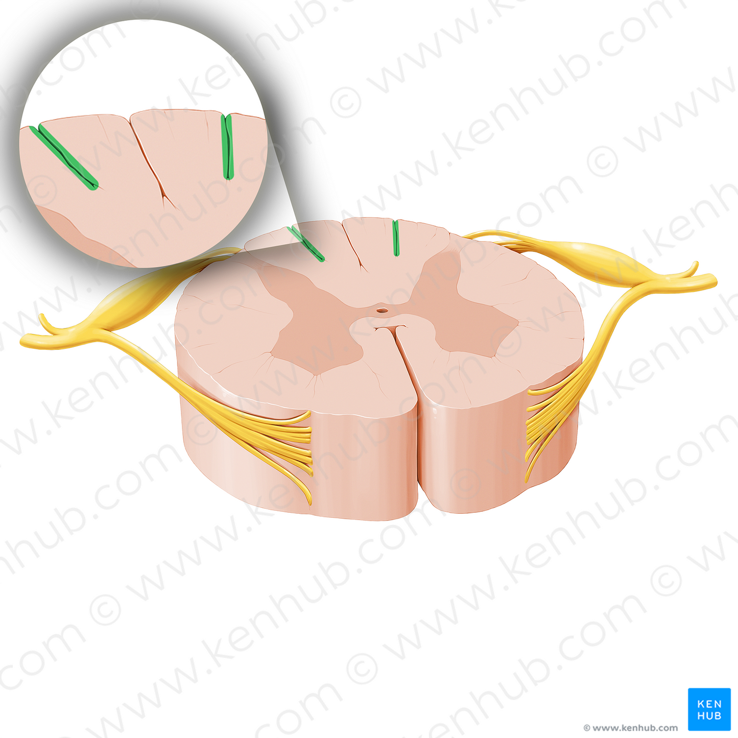 Posterior intermediate sulcus of spinal cord (#20752)