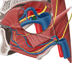 Retromandibular vein (#10558)