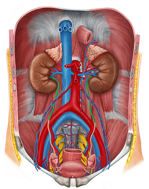 Abdominal part of ureter (#7657)