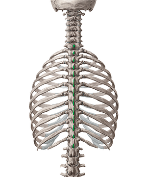 Spinous processes of vertebrae C7-T12 (#8256)