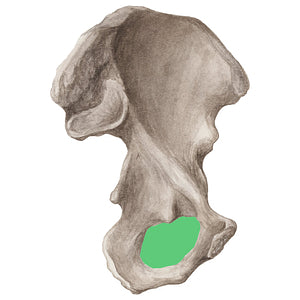Obturator foramen of hip bone (#20293)