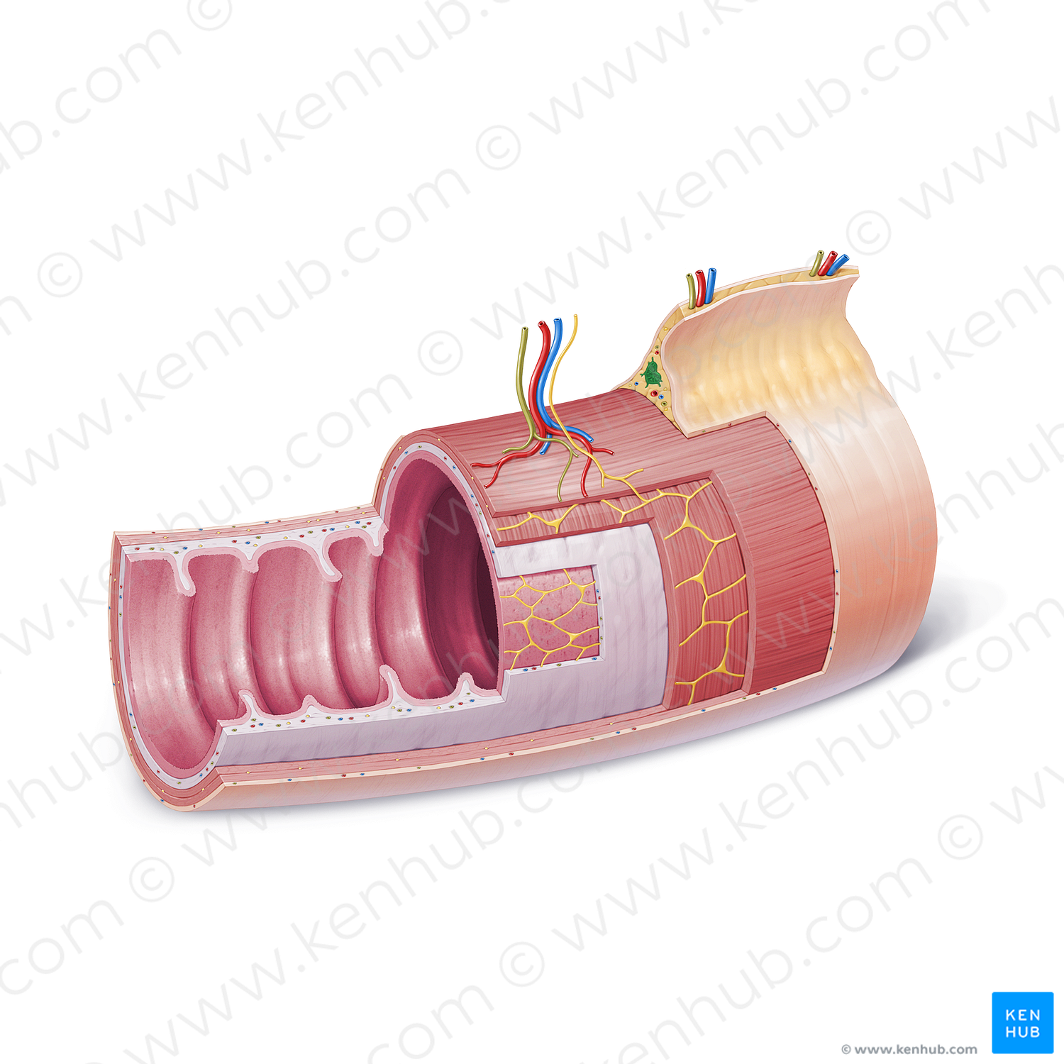 Juxtaintestinal lymph nodes (#21839)