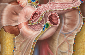 Superior mesenteric artery (#1546)