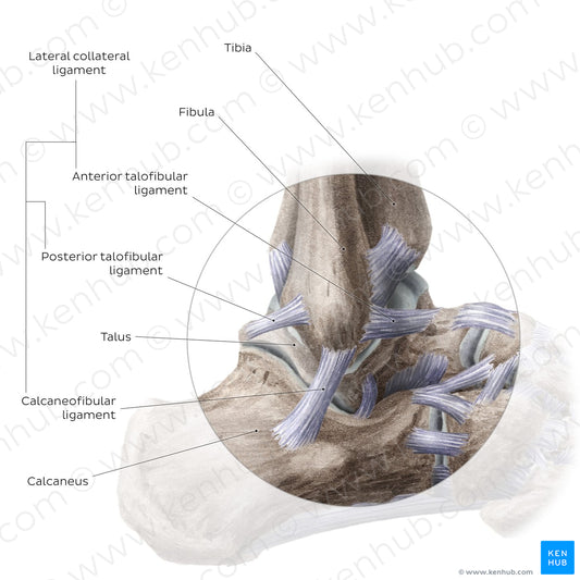 Ankle joint: Lateral view (English)