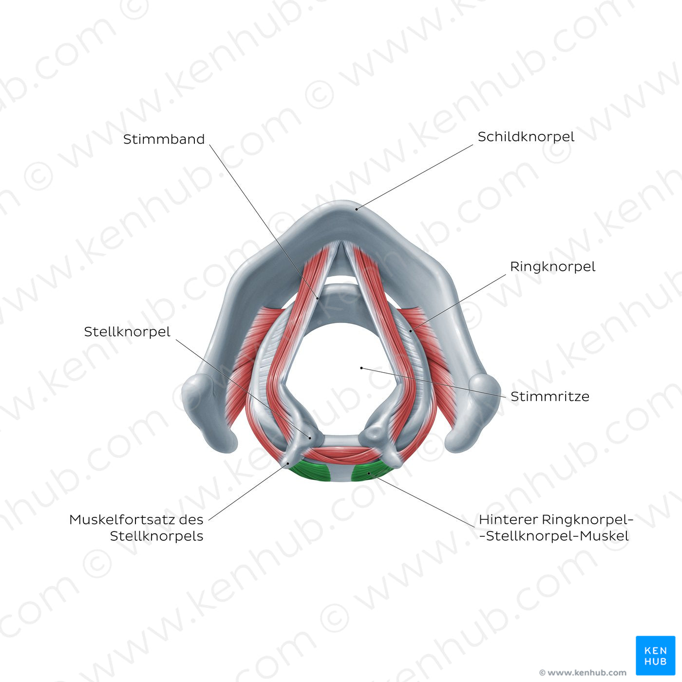 Larynx: action of posterior cricoarytenoid muscle (German)