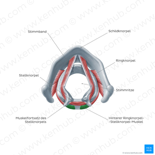 Larynx: action of posterior cricoarytenoid muscle (German)