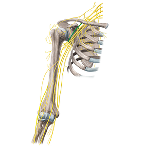 Lateral cord of brachial plexus (#3604)