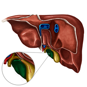 Quadrate lobe of liver (#4858)