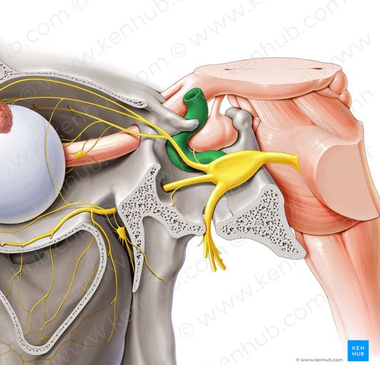 Internal carotid artery (#987)